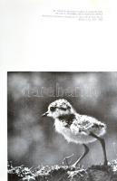 Homoki-Nagy István: Gyöngyvirágtól lombhullásig. Színes filmmel vadmadarak után (Egy természetfilmező karcolatai). Budapest, 1954, Művelt Nép. Ifj. Tildy Zoltán fotóival