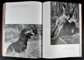 Homoki-Nagy István: Gyöngyvirágtól lombhullásig. Színes filmmel vadmadarak után (Egy természetfilmez...