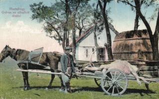 Hortobágy, gulyás az elhullott állattal / sheperd with the dead animal (fa)