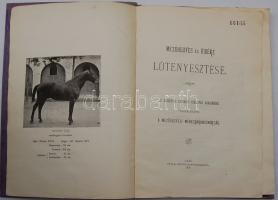 1896 Mezőhegyes és vidéke lótenyésztése