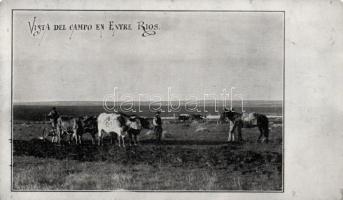 Argentinian folklore, plowing with ox plow, Entre Ríos, metal card