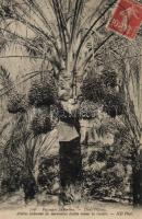 Arabian folklore, Sahara, oasis, date harvest (pinhole)