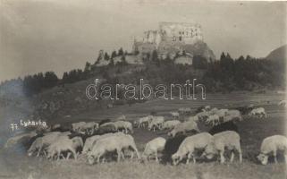Likavka castle, flock of sheep