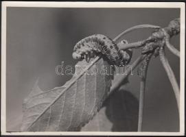 1936 Kinszki Imre (1901-1945): Cimbex v. Abia. 2,5x-ös nagyítás, vintage fotó, hátoldalán pecséttel jelzett, feliratozott, 17x12cm