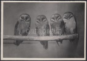 cca 1933 Kinszki Imre (1901-1945): Gyöngybagoly (Strix flammea). Vintage fotó, hátoldalán szerzői pecséttel jelzett, feliratozott, 11x16cm