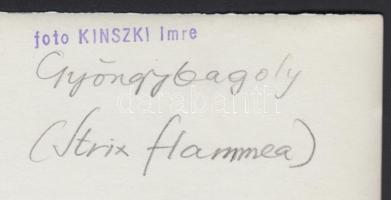 cca 1933 Kinszki Imre (1901-1945): Gyöngybagoly (Strix flammea). Vintage fotó, hátoldalán szerzői pe...