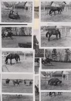 cca 1940 17 db lovakat ábrázoló fotó / horses 14 photos 11x8 cm