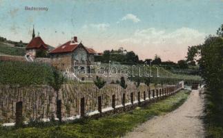 Badacsony, szőlő (b)