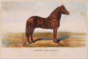 1879 Futamgyőztes lovak sorozat: színezett kőnyomat igényes üvegezett keretben / Champion horses lithography 40x33 cm