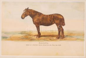 1879 Futamgyőztes lovak sorozat: kőnyomat igényes üvegezett keretben / Champion horses kőnyomat 40x33 cm