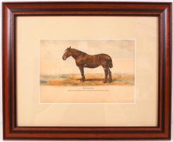1879 Futamgyőztes lovak sorozat: kőnyomat igényes üvegezett keretben / Champion horses kőnyomat 40x3...