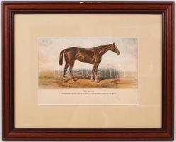 1879 Futamgyőztes lovak sorozat: kőnyomat igényes üvegezett keretben / Champion horses kőnyomat 40x3...
