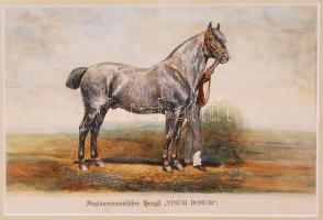 1879 Futamgyőztes lovak sorozat: kőnyomat igényes üvegezett keretben / Champion horses lithography 40x33 cm