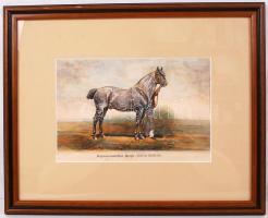 1879 Futamgyőztes lovak sorozat: kőnyomat igényes üvegezett keretben / Champion horses lithography 4...