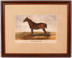 1879 Futamgyőztes lovak sorozat: kőnyomat igényes üvegezett keretben / Champion horses lithography 4...