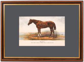 1879 Futamgyőztes lovak sorozatból: könyomat igényes üvegezett keretben / Champion horses lithograph...