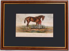 1879 Futamgyőztes lovak sorozatból: Stuart kőnyomat igényes üvegezett keretben / Champion horses lit...