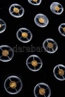 "A Világ Legkisebb Aranypénzei" 22db különféle arany emlékpénzecske eredeti dísztokban (0....