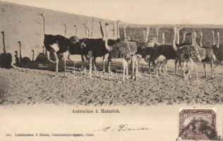 Matarieh ostrich farm