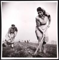 cca 1955-1960 Pálvölgyi Ferenc: Kapálók; vintage fotó szerzői pecséttel, 18x18 cm