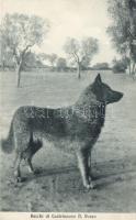 Grigio, the dog of Don Bosco, Castelnuovo Don Bosco