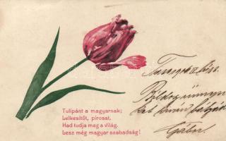 Hungarian propaganda, tulip (fl)