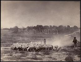 1920-1930 Kerny István (1879-1963): A nyáj terelése. Vintage fotó, hátoldalán szerzői pecséttel jelzett, 16x21cm