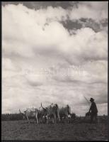 1936 Osoha László: Szántás. Vintage fotó, hátoldalán szerzői pecséttel jelzett, feliratozott, 22x17cm
