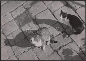 1935 Osoha László: "Thick and thin". Vintage fotó, hátoldalán szerzői pecséttel jelzett, feliratozott, 18x24cm