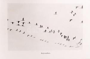 Világjárók Utazások és kalandok: Berg, Bengt Vándormadarakkal Afrikába Ford. Lambrecht Kálmán, Uray ...