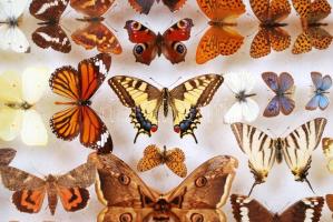 Európa nappali és éjjeli lepkéi. Nagy, feliratozott gyűjtemény, hordozható bemutató vitrinben / 
Eur...