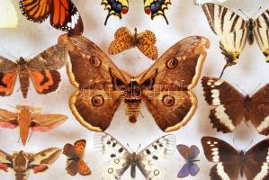 Európa nappali és éjjeli lepkéi. Nagy, feliratozott gyűjtemény, hordozható bemutató vitrinben / 
Eur...