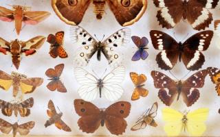 Európa nappali és éjjeli lepkéi. Nagy, feliratozott gyűjtemény, hordozható bemutató vitrinben / 
Eur...