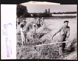 1964 Hadas János: Varga Pál első kaszás. Sajtófotó