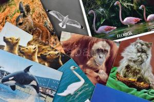100 db modern képeslap főleg állatokról / 100 modern, mainly animal postcards