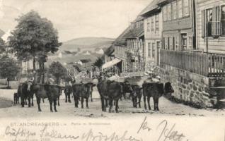 Sankt Andreasberg, cows (EK)