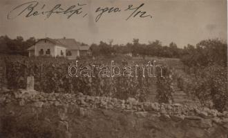 Révfülöp, szőlő, photo