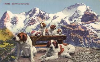 St. Bernard dogs, Bernáthegyi kutya