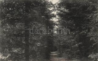 Rajecfürdő fasor / alley