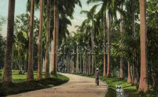 Kandy Peradeniya botanical garden, cabbage palm (EK)