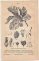 1886 3 db vegyes témájú fa metszet és 1 db színes nyomat a Meyers Lexikonból, 20×27 cm