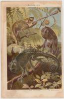 1886 3 db vegyes témájú fa metszet és 1 db színes nyomat a Meyers Lexikonból, 20×27 cm