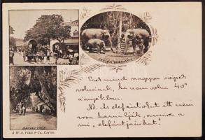 1898 Cholnoky Jenő földrajztudós üzenete és saját kezű aláírása Ceylonból küldött képeslapon, testvére László feleségének címezve