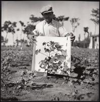 1950 Magyar gyapotültetvény, 18x18 cm