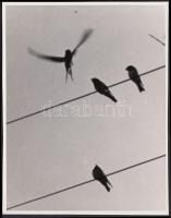 Cca 1930-1935 Kinszki Imre (1901-1945): Fecskék, vintage alkotás,  szerzői pecséttel, 15x11 cm