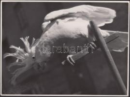 1935 Csík Ferenc: Papagáj, vintage fotó, pecséttel jelzett, feliratozott (több nemzetközi kiállításon sikeresen szerepelt), 23x17 cm