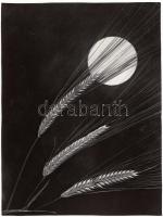 Cca 1970-1980 Hódi László: Kalászok, vintage fotó, feliratozva, 24x18 cm