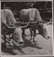 Cca 1930-1940 Reich Péter Cornel: Járomban, budapesti életkép, vintage felvétel, hátoldalán pecséttel jelzett, 18x17 cm