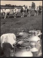 Cca 1950 Önkéntes tejadók, 24x18 cm