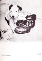 Karel Capek: Egy kis foxi élete. Bratislava 1980. Madách